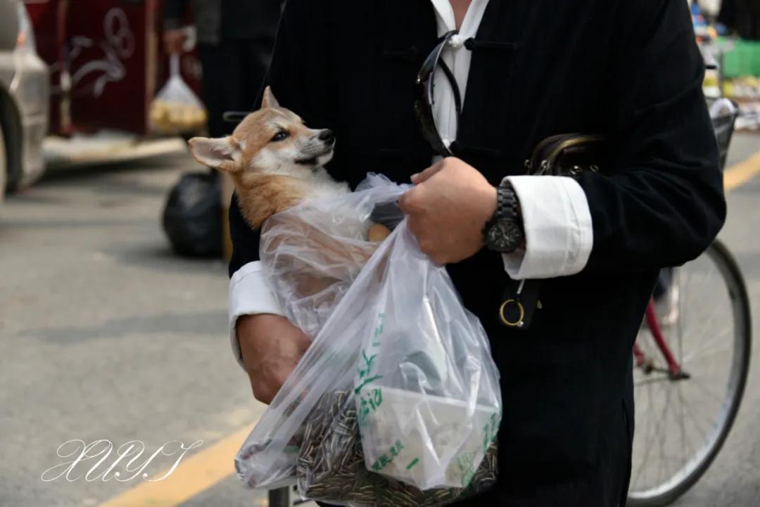 天津徐庄子宠物市场,天津北辰小街桥下宠物市场
