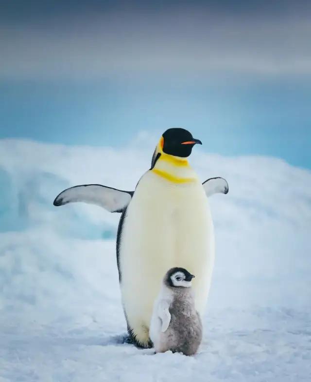 100种动物的怪异行为,32种稀奇古怪的动物