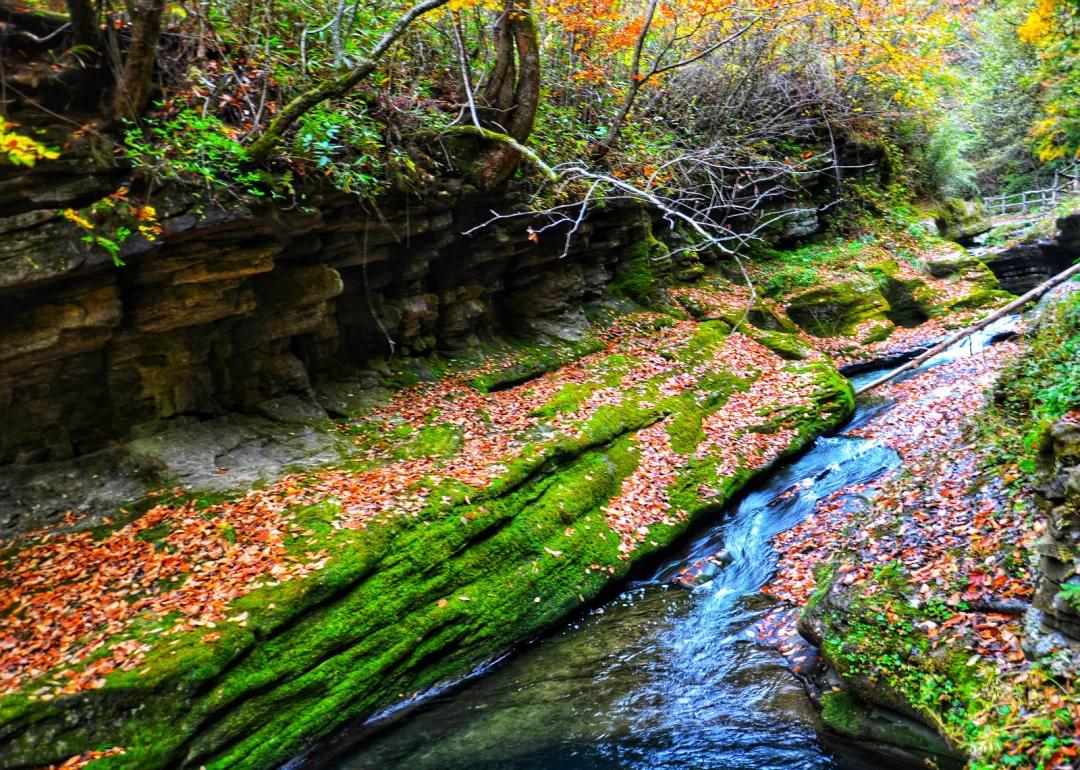 陕西汉中黎坪红叶,汉中黎坪红叶免费