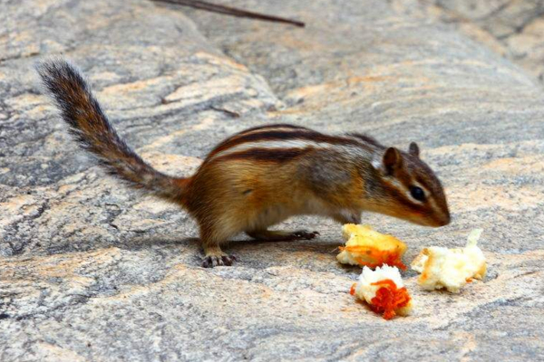 松鼠品种大全图解宠物松鼠,松鼠有哪些品种宠物松鼠品种图鉴