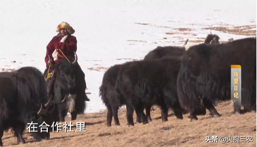 贫困户无息贷款三年还不上怎么办,贫困户能贷几次款