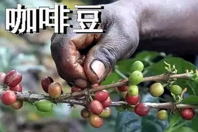 今日食普628期：咖啡因，天天打交道的精神药物