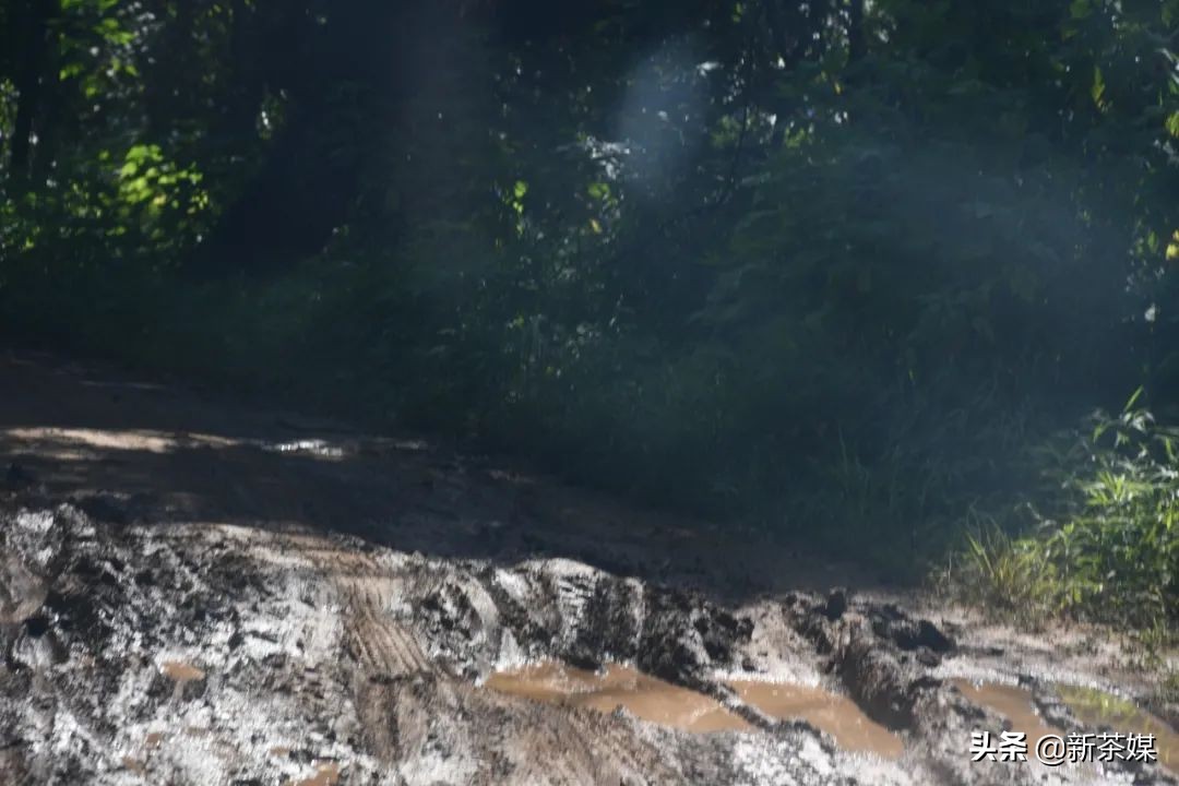 南糯山拔玛寨茶的特点,南糯山拔玛茶介绍