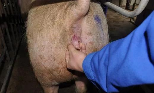 母猪发情鉴定与输精操作规程(附:图)