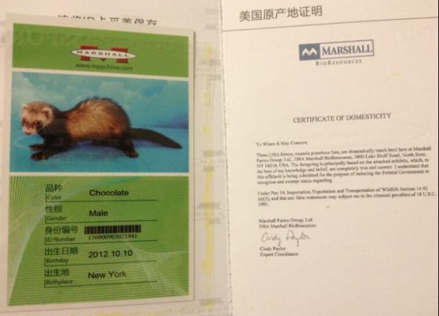 宠物貂新手避雷,宠物貂新手指南