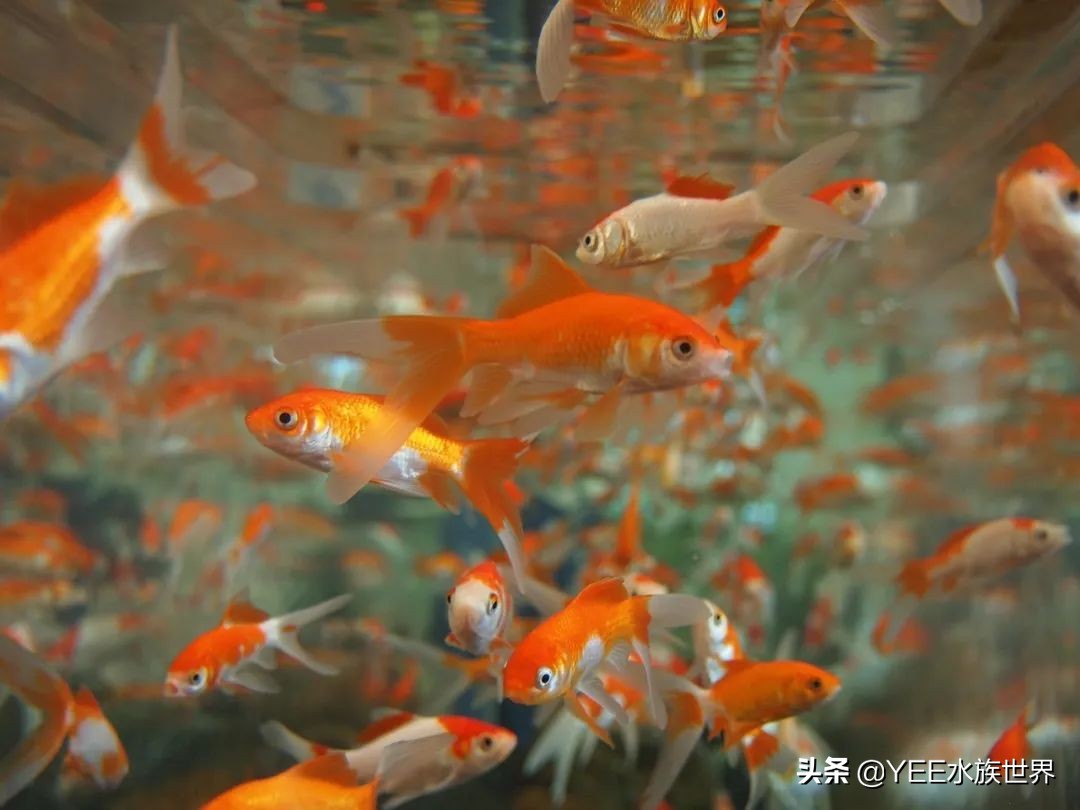 硝化菌能给鱼治病吗,鱼的硝化细菌可以多用吗