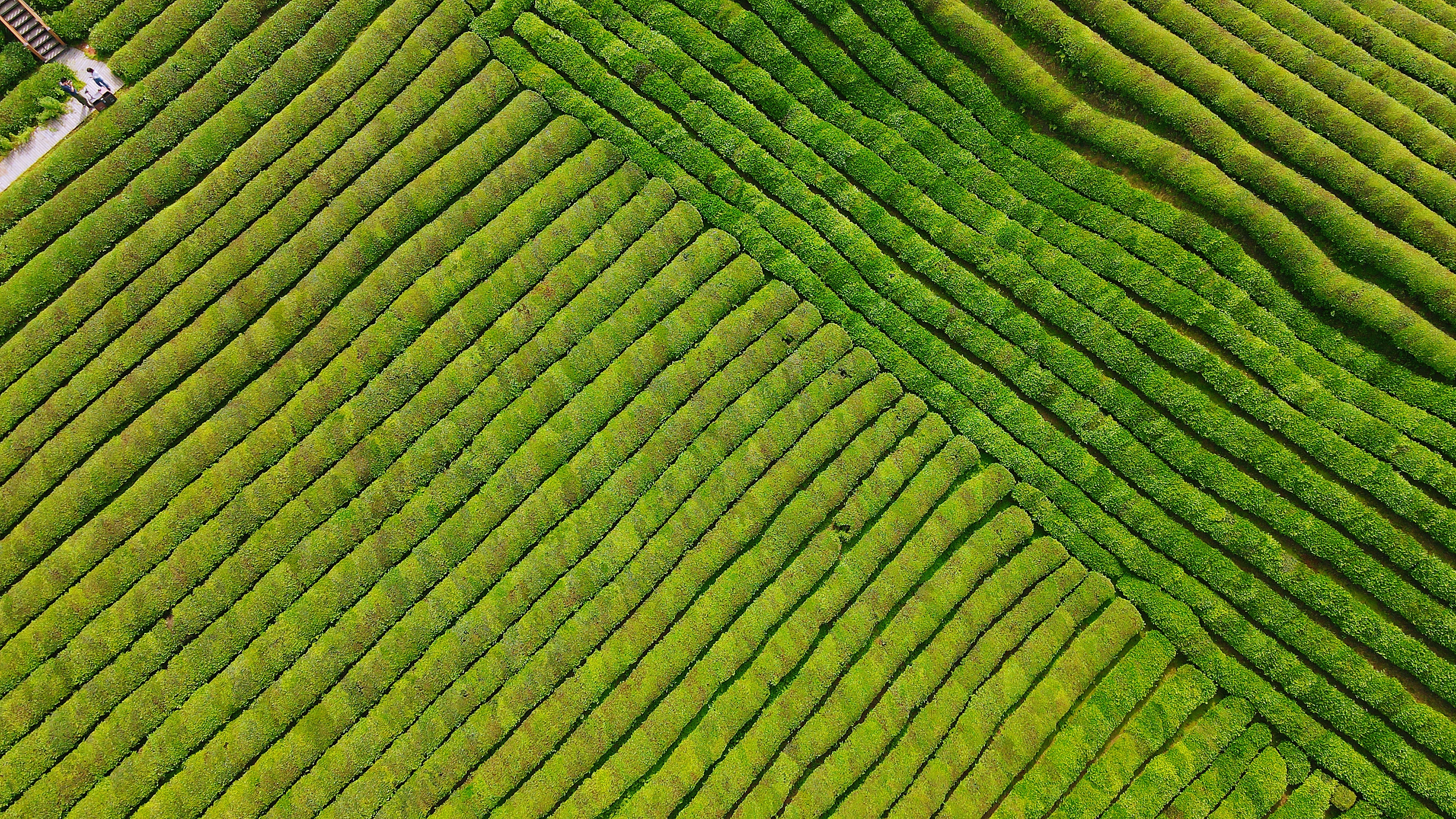 景德镇茶之源瓷之都,景德镇浮梁茶文化