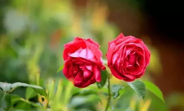 玫瑰花有哪些品种,玫瑰花有哪些品种大全