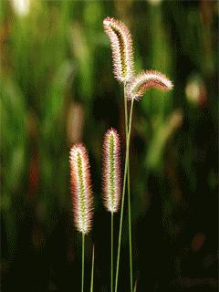 300个出自诗经的好成语,诗经100个经典成语