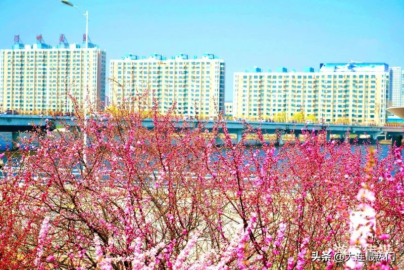 辽宁踏青赏花地点推荐,辽宁春游踏青赏杜鹃花