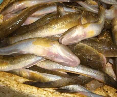 中国海鲜河鲜,市场河鲜海鲜种类大全