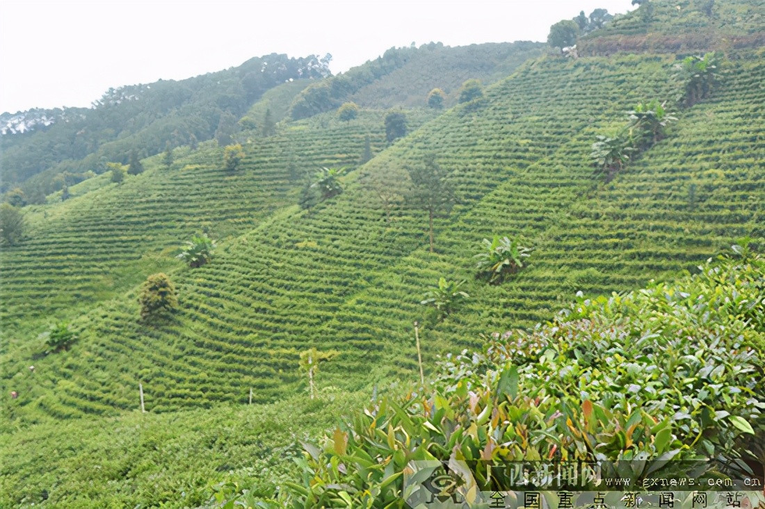 中欧地理标志协定生效广西12个产品纳入互认清单