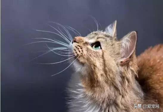 猫咪胡须有什么功效与作用,猫咪胡须的作用动画