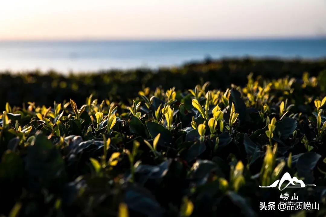 崂山茶特色,简单也许是最好的