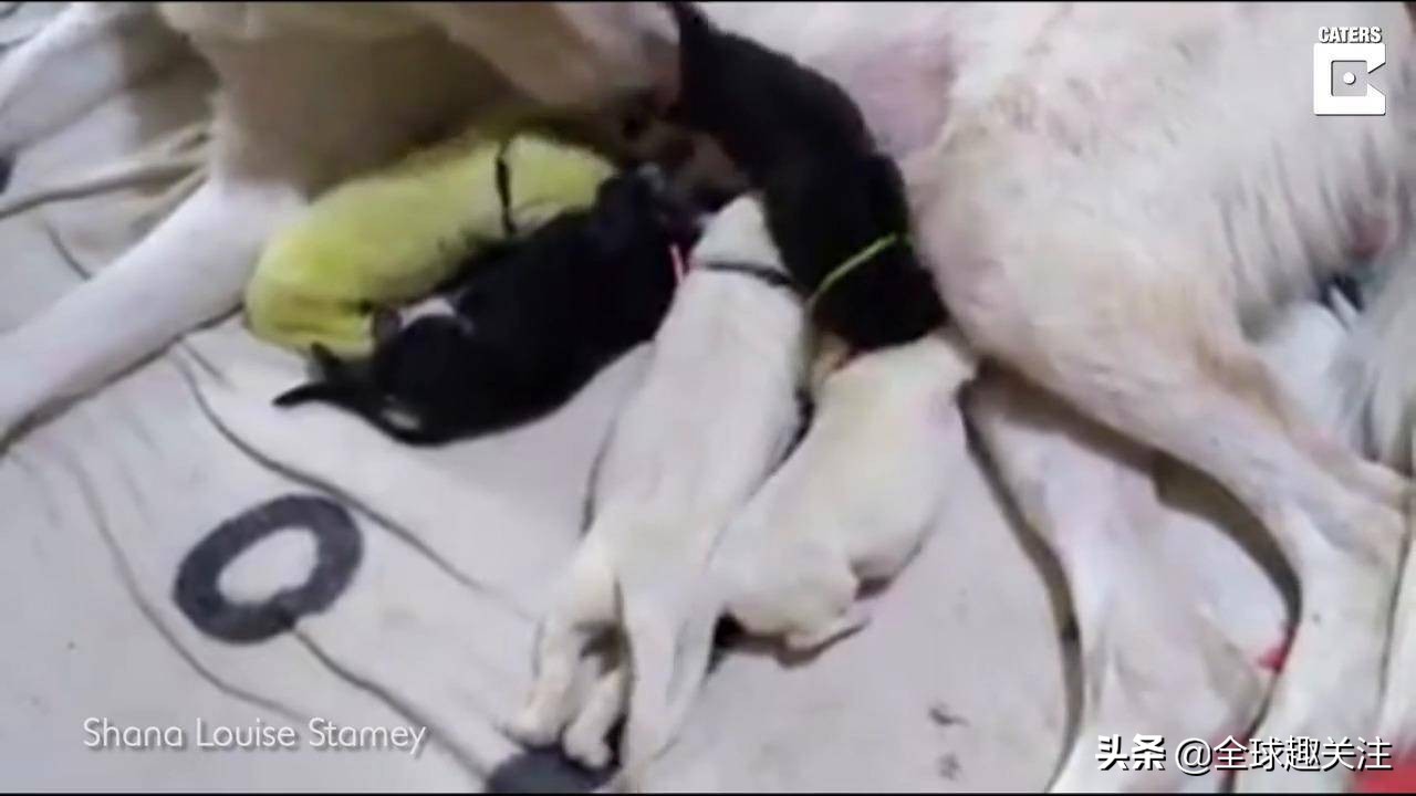 白色的狗妈生下绿色宝宝,白色小狗妈妈生宝宝
