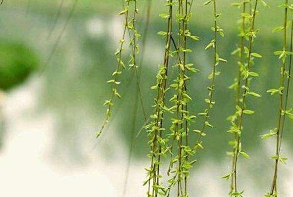 古代人没有肥皂的时候用什么,古代没有牙膏和牙刷怎么办