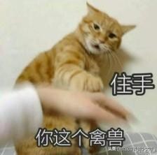 强撸的猫不甜，这些撸猫手法让猫咪乖乖投降，收藏备查