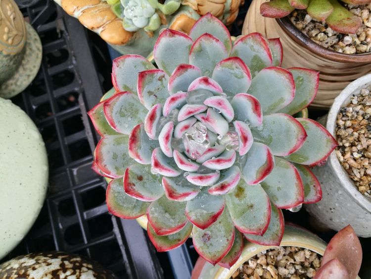 误打误撞的多肉情缘,带我走进多肉小世界!