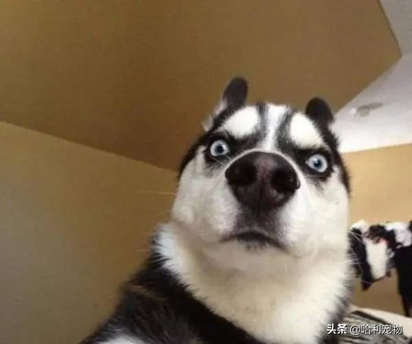 哈士奇被欺负躲在墙角,哈士奇又贱又怂