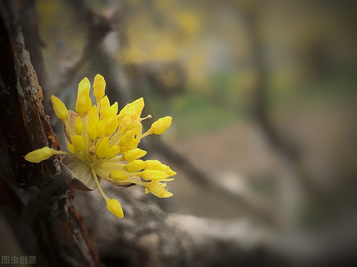 即将开花的十种植物,先长叶后开花的植物