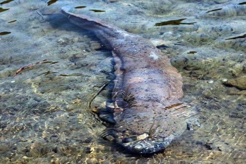 养殖娃娃鱼前景怎么样啊,养殖娃娃鱼一年能赚多少钱
