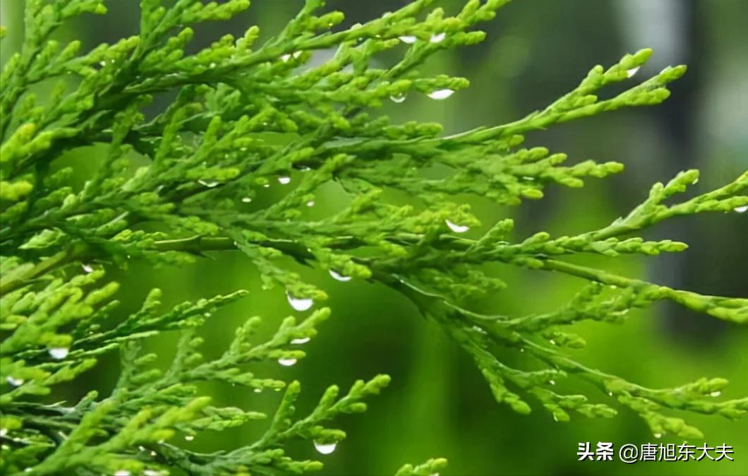 过敏性紫癜能用中药泡脚治疗好吗,过敏性紫癜可以边输液边吃中药吗