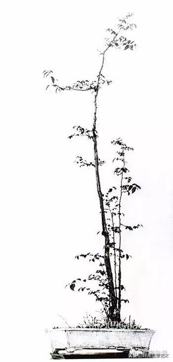 素仁格与文人树，你怎么看？