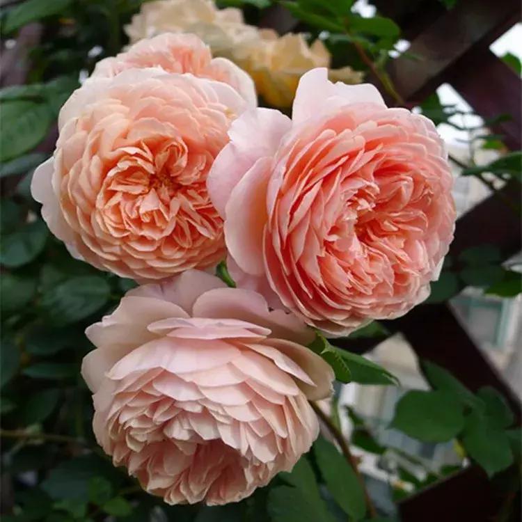 耐晒又香又好养的阳台月季,阳台月季好养吗