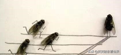 苍蝇图片搞笑动图,苍蝇幽默搞笑图片