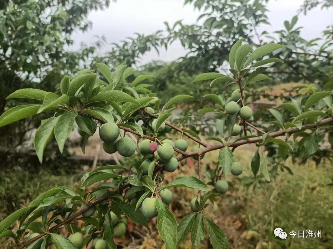 淮口好玩,金堂淮口枇杷