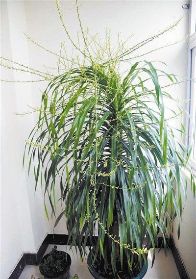 龙血树植物好养么,正宗龙血树大棵好养吗