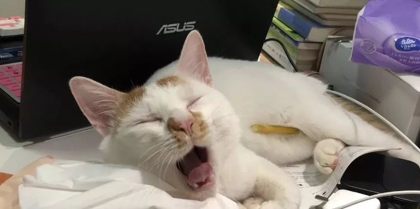 小佩猫窝事件,小佩闷死猫事件