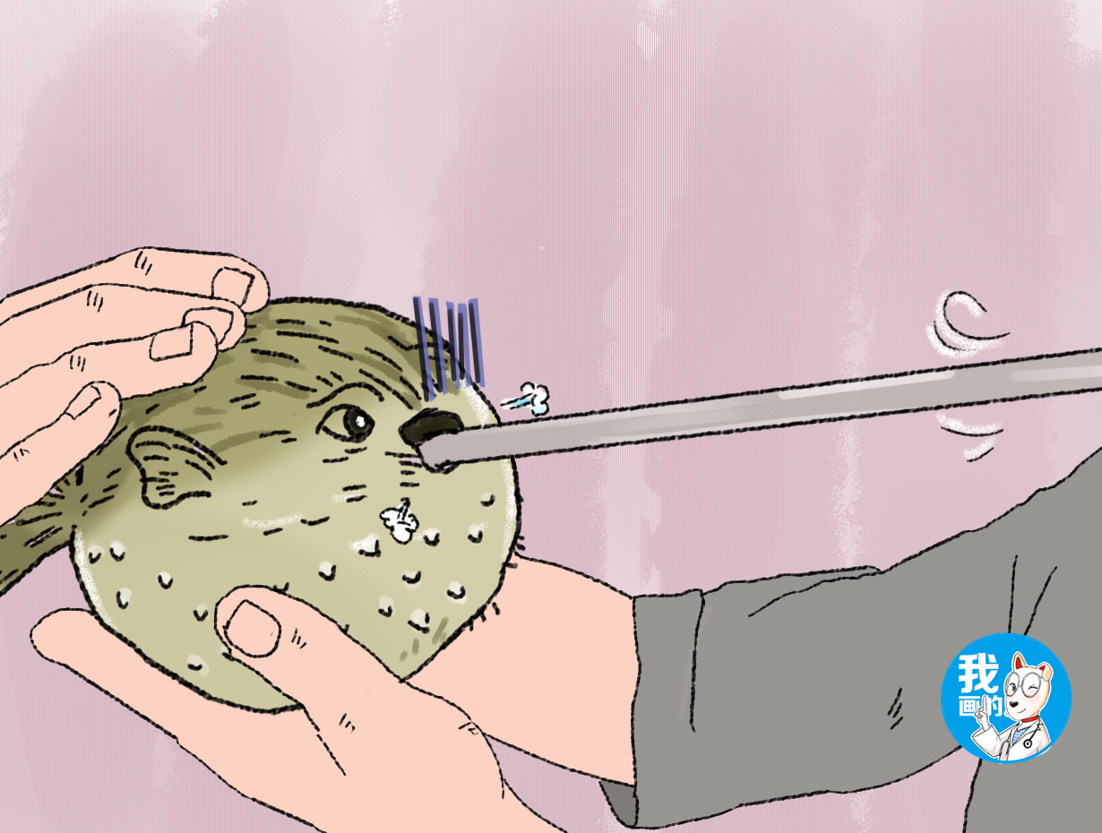 男子买鱼发现肚子圆滚滚,男子给河豚做人工呼吸