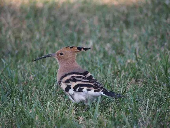 北方常见鸟类大全图片及名称,南大常见的鸟类有哪些