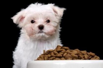 狗粮买多了怎么办,狗粮买多了怎么保存