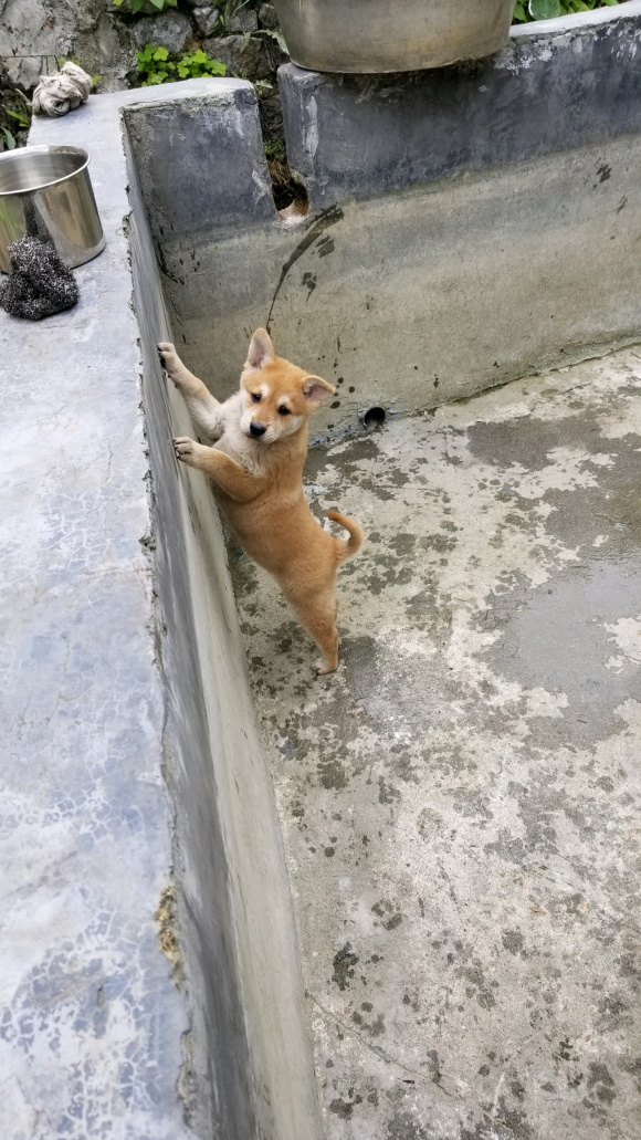 农村狗市大集买大体型大黄狗土狗,在狗市800块钱买的狗