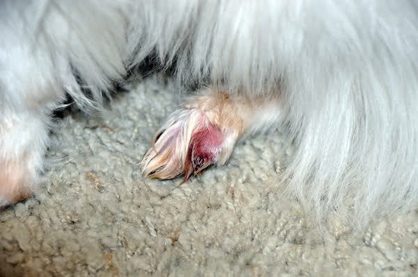 给狗狗剪指甲出血能够自愈吗,给狗狗剪指甲流血了用碘酒怎么办