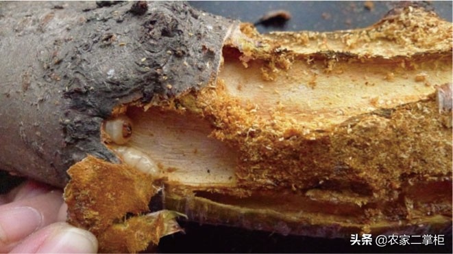 设施甜樱桃花期管理,樱桃种植技术及病虫害防治