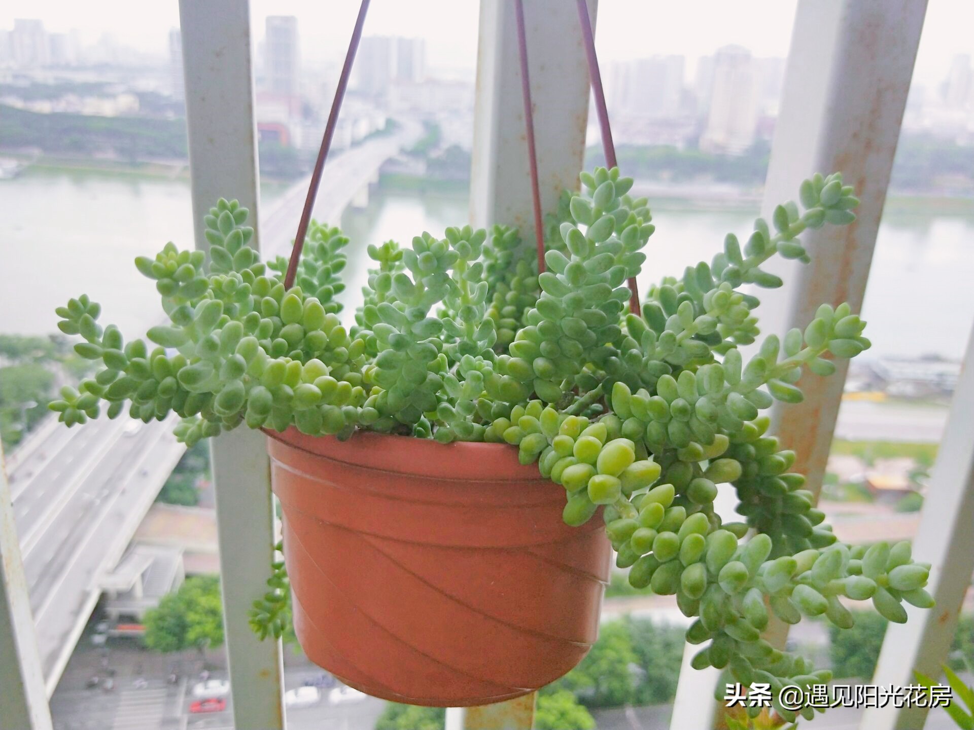 蓝宝石葡萄为什么掉花落果,新玉缀发黄掉叶怎么办