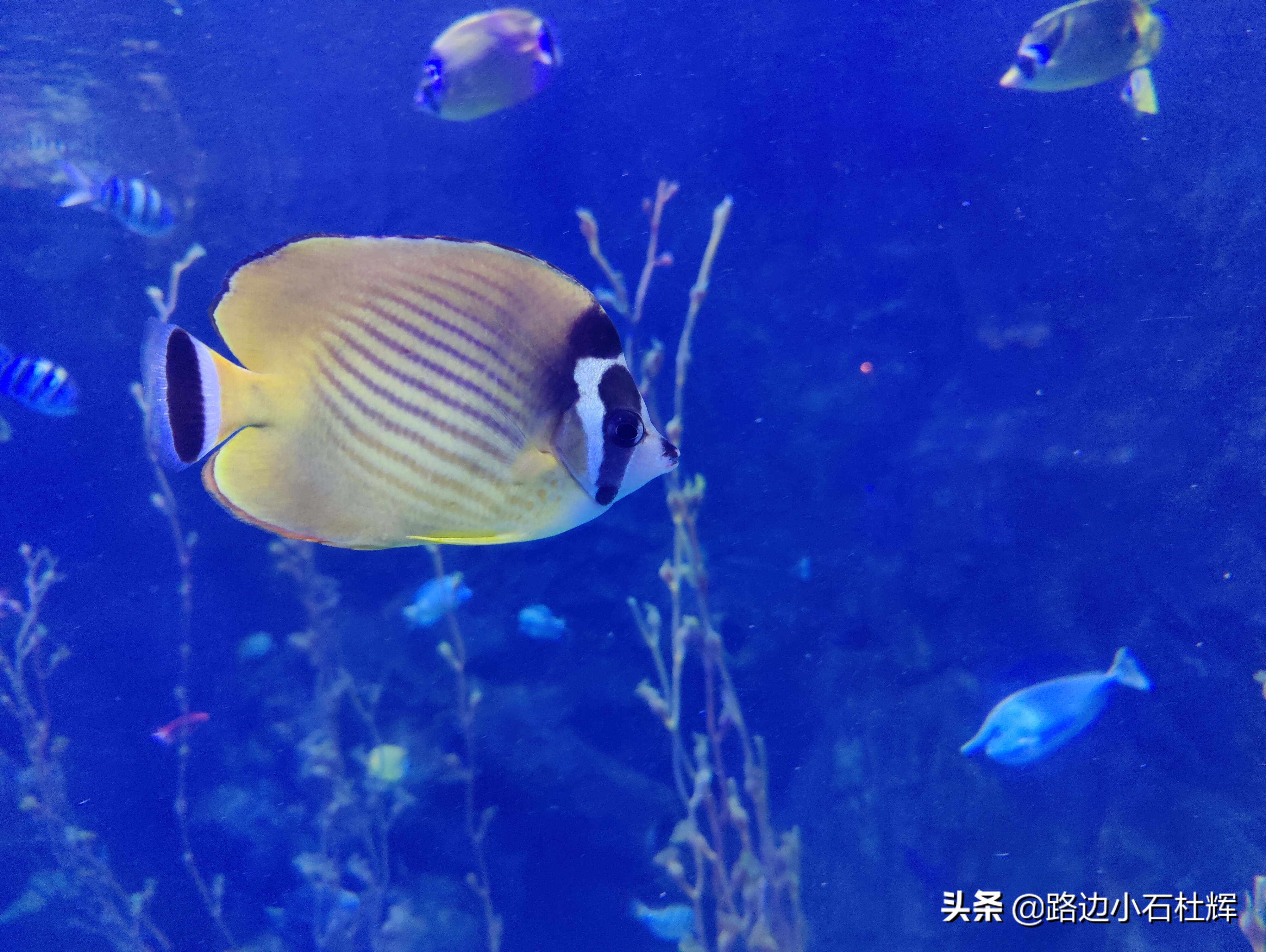 北京海洋馆海底世界游玩攻略,海洋馆北京海底世界游玩路线