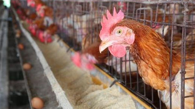 鸡肿眼睛是怎么回事用什么药,鸡眼睛肿冒泡什么病怎么治疗