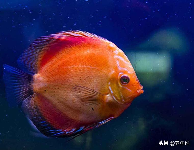 如何挑选好的观赏鱼,关于如何挑选观赏鱼