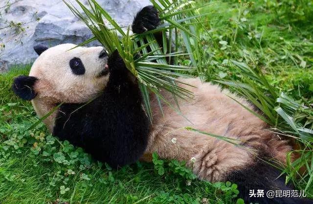 昆明国庆旅游攻略七天,昆明旅游的路线攻略大全