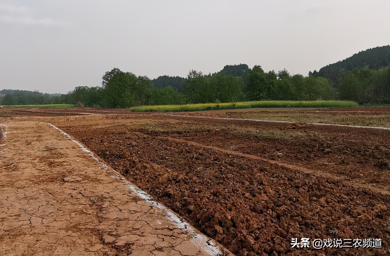 2023地亩补贴多少钱,地补今年每亩补贴多少元