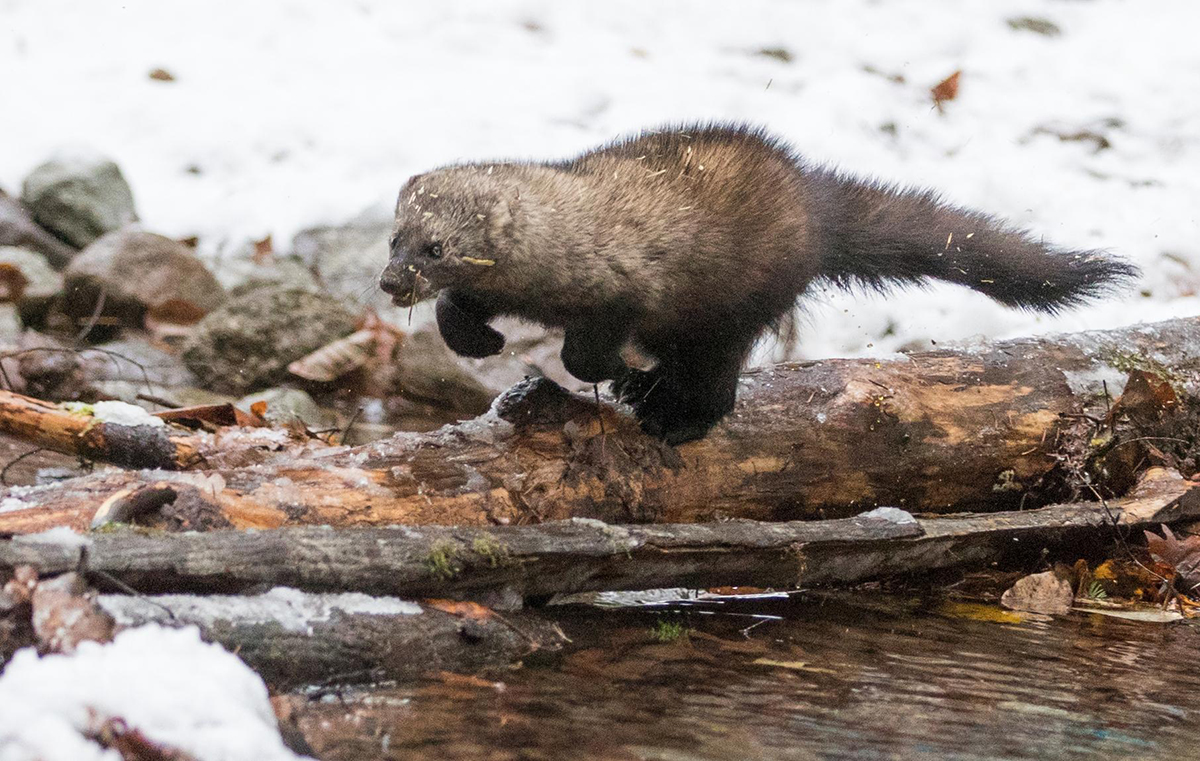 海狸鼠vs猞猁,狐狸对战猞猁
