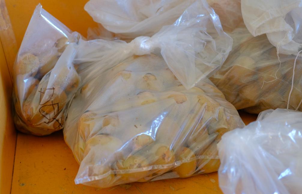 原产于中国乳名鹅莓的土货，被新西兰的土壤孕育成了国际巨星