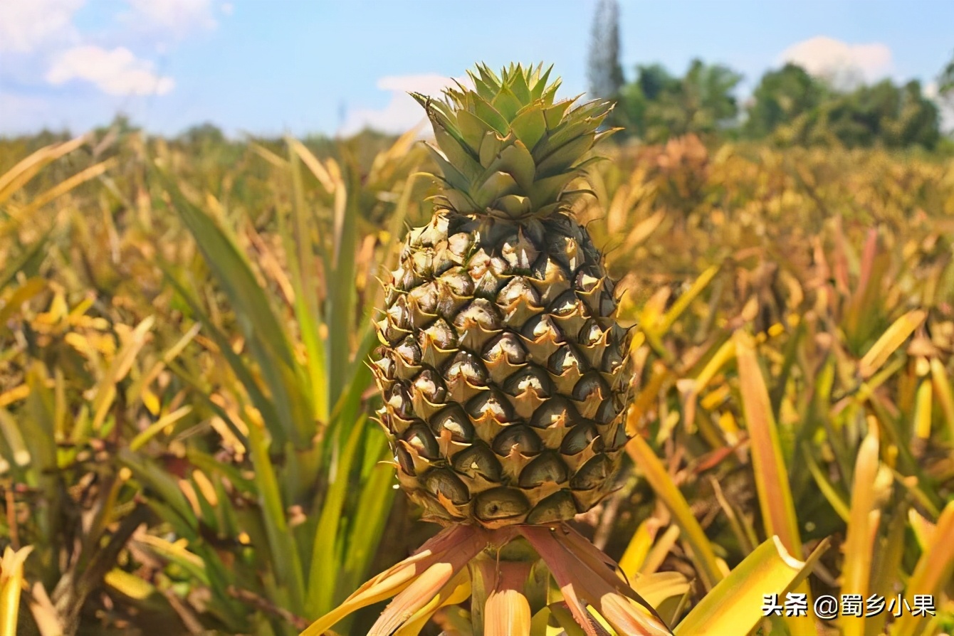 种菠萝的头如何才能长出新的菠萝,怎么不用买菠萝种子就能种大菠萝