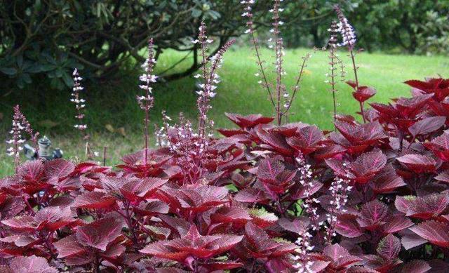 紫苏卖的很贵，它有何营养价值，如何种植？