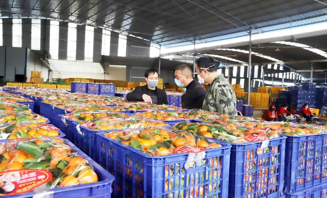 沃柑产业助力脱贫攻坚,助力果农销售沃柑3300斤