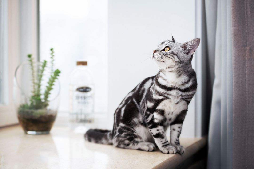 好养的猫品种排行榜,美短是品种猫吗